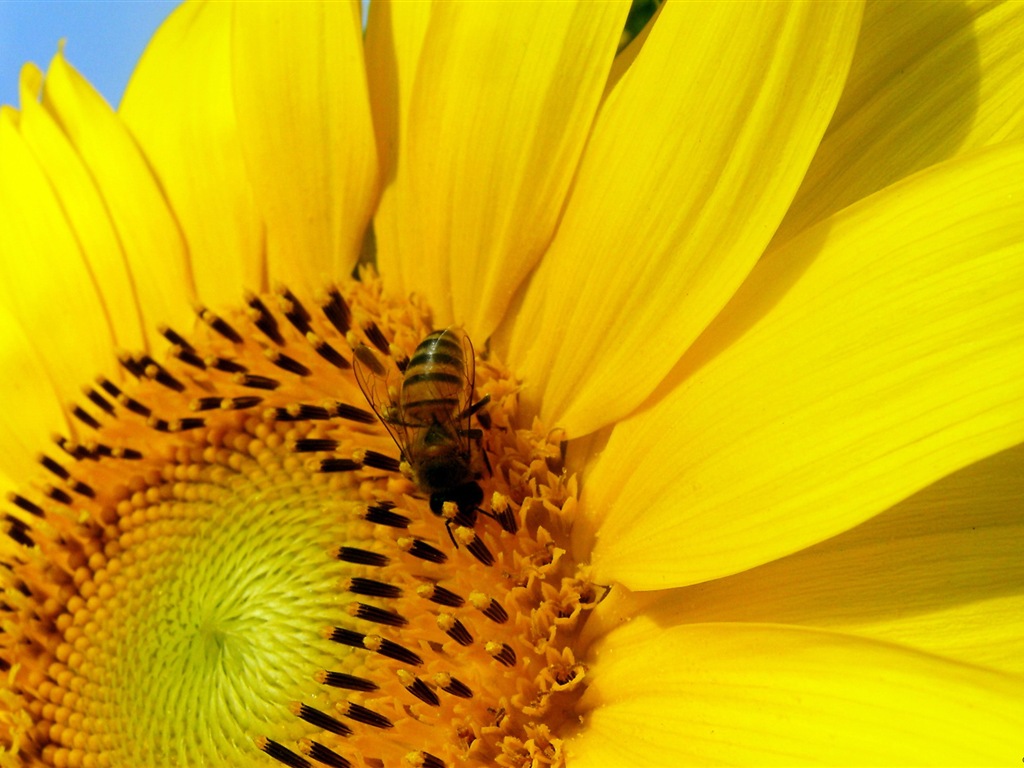 Windows 8 fondo del tema, mundo insectos #20 - 1024x768