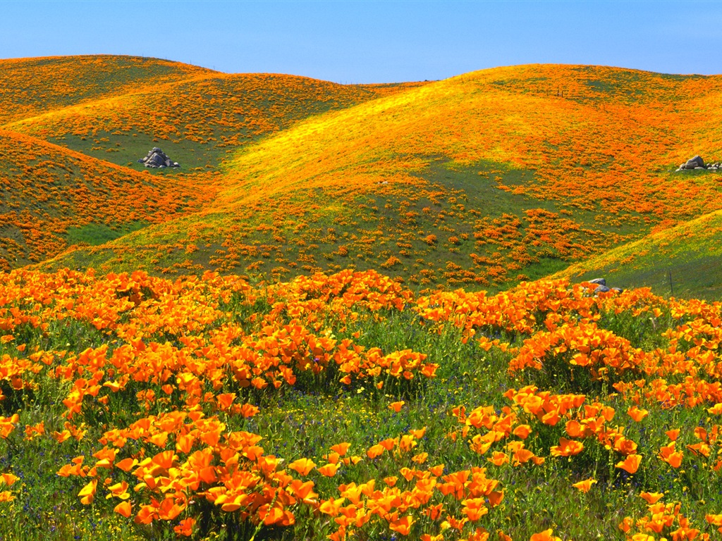 Belle couleur, décor naturel de fonds d'écran HD #4 - 1024x768