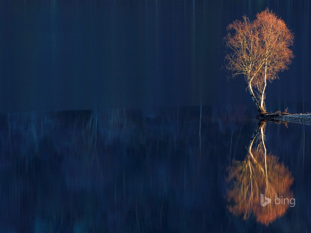 2015年2月 Bing必應高清壁紙 #25 - 1024x768