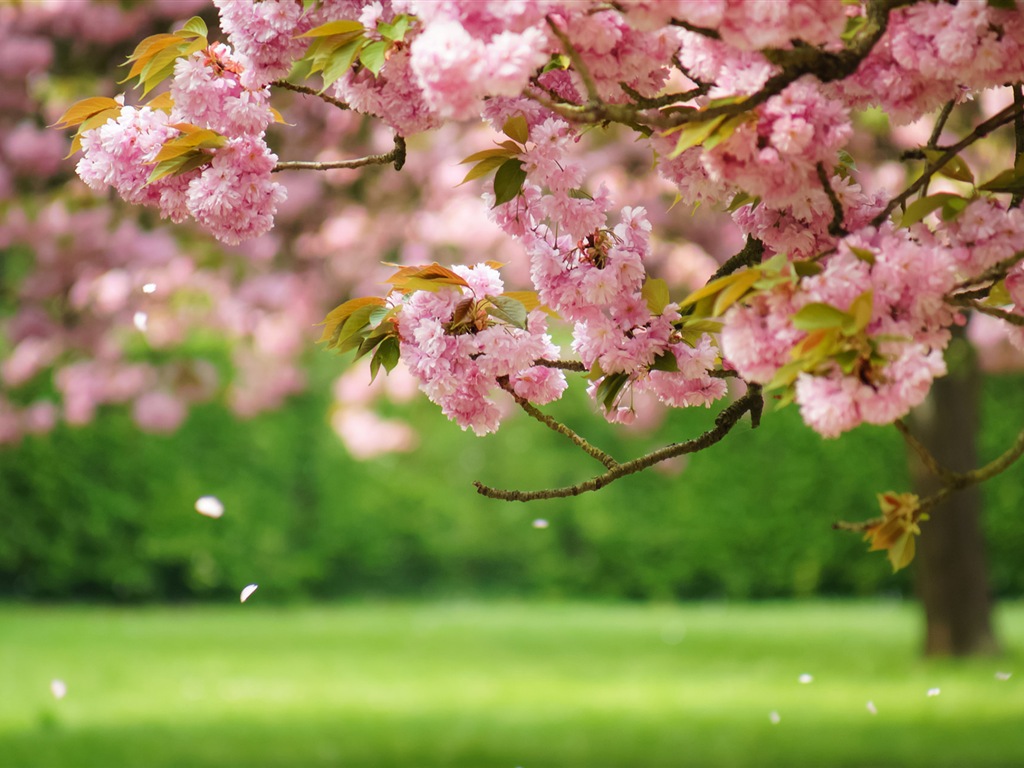 Fleurs de printemps fleurissent fonds d'écran HD #1 - 1024x768