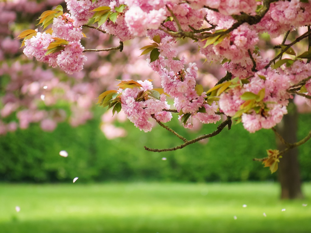 Spring flowers bloom HD Wallpapers #1 - 1024x768