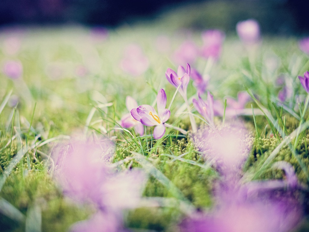 봄 꽃의 HD 배경 화면을 꽃 #14 - 1024x768