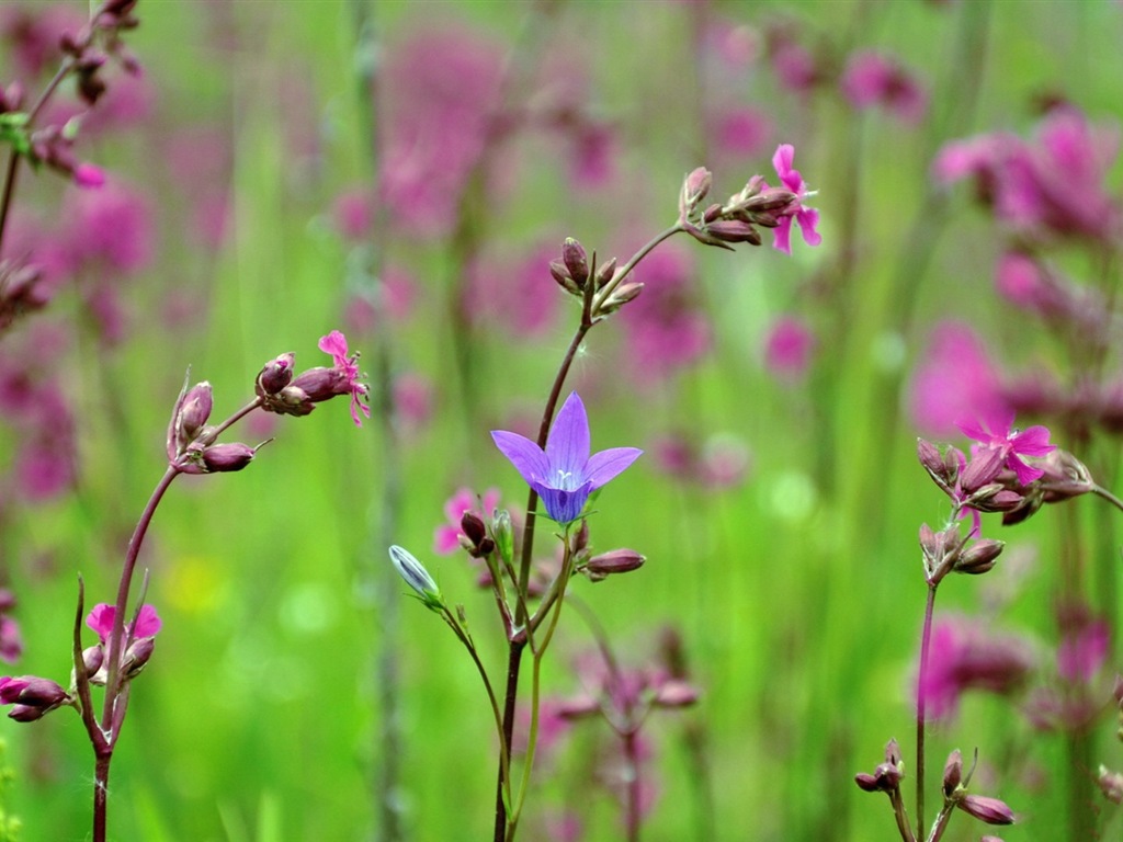 春天百花盛開 高清壁紙 #16 - 1024x768
