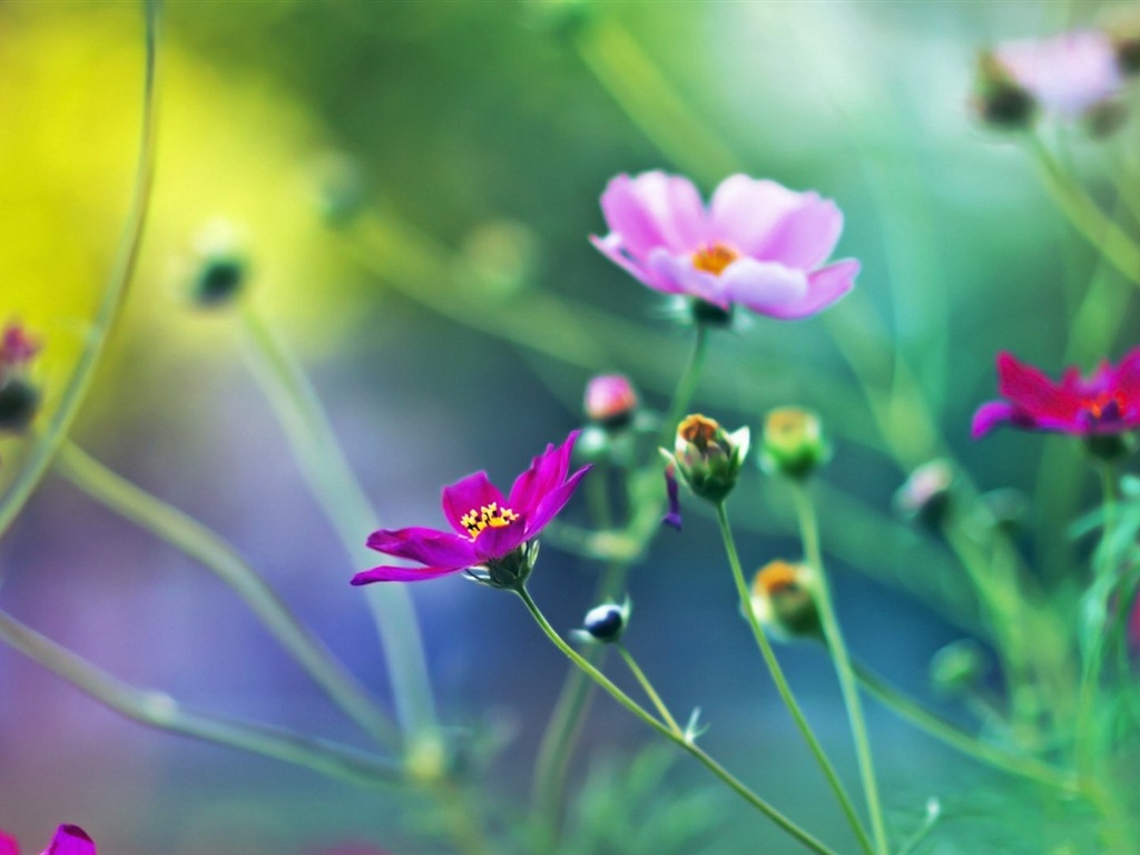 春天百花盛開 高清壁紙 #17 - 1024x768