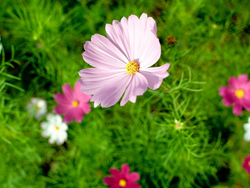 Fleurs de printemps fleurissent fonds d'écran HD #18 - 1024x768