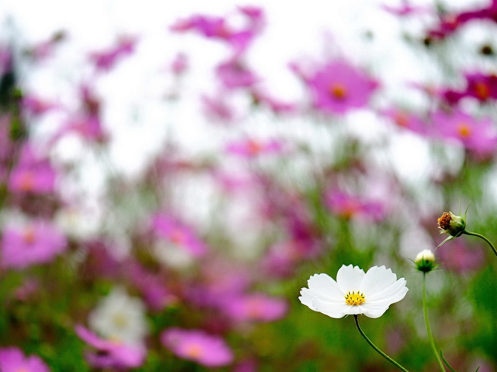 Frühlingsblumen blühen HD Wallpaper #19 - 1024x768