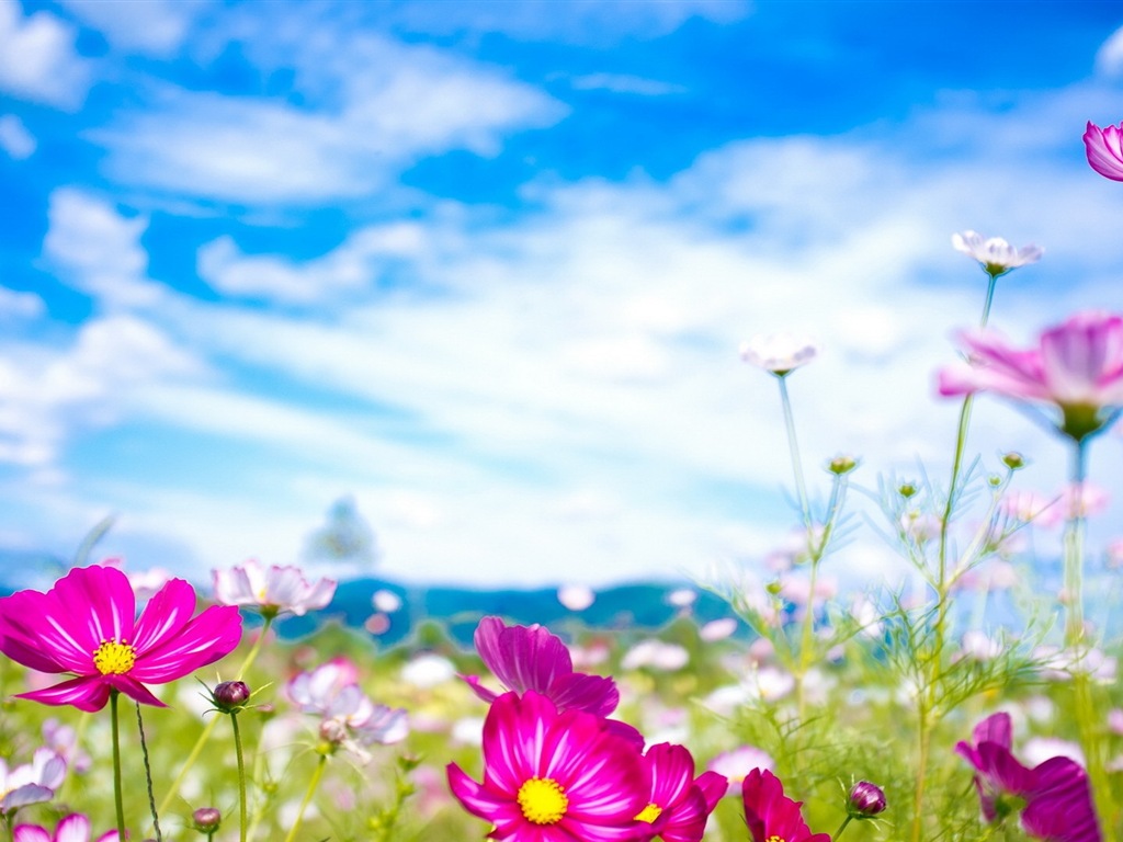 봄 꽃의 HD 배경 화면을 꽃 #20 - 1024x768