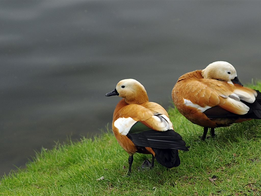 Divertidas de los animales, de Windows 8 fondos de pantalla de alta definición #3 - 1024x768