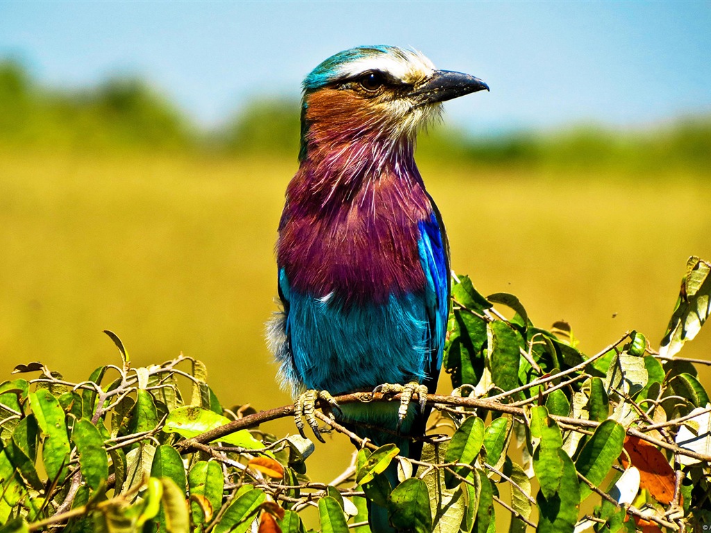 Divertidas de los animales, de Windows 8 fondos de pantalla de alta definición #4 - 1024x768