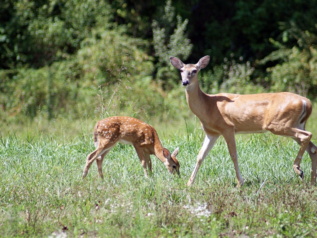 Fun animaux, Windows 8 fonds d'écran HD #6 - 1024x768