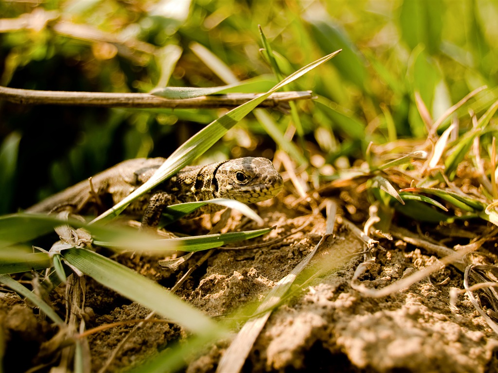 Divertidas de los animales, de Windows 8 fondos de pantalla de alta definición #7 - 1024x768