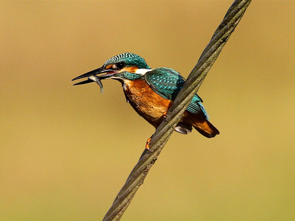 Divertidas de los animales, de Windows 8 fondos de pantalla de alta definición #10 - 1024x768