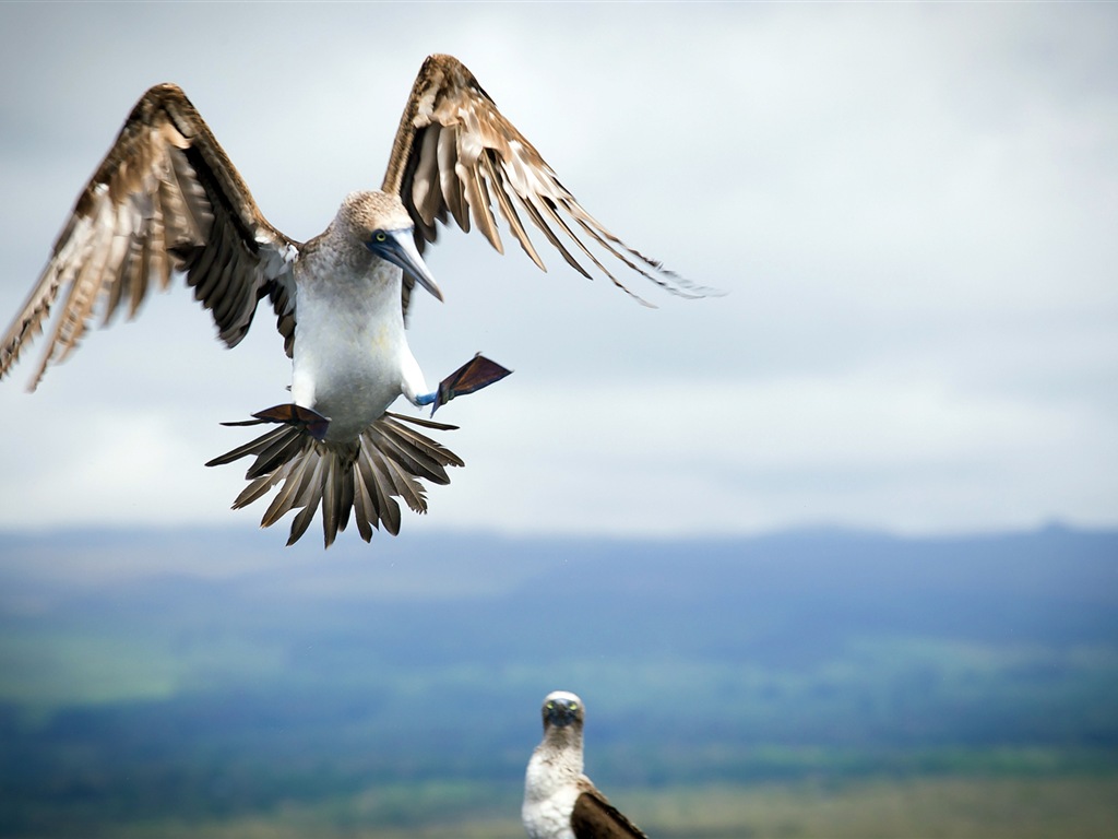 Divertidas de los animales, de Windows 8 fondos de pantalla de alta definición #11 - 1024x768