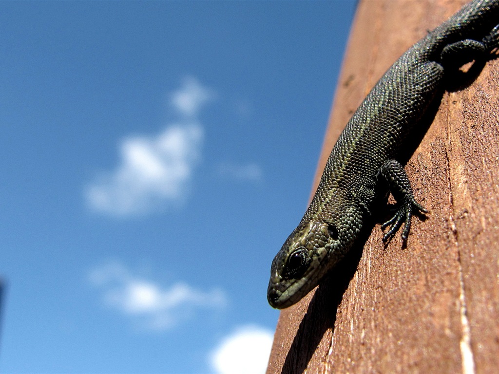 Divertidas de los animales, de Windows 8 fondos de pantalla de alta definición #12 - 1024x768