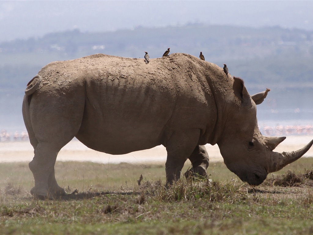 Divertidas de los animales, de Windows 8 fondos de pantalla de alta definición #16 - 1024x768