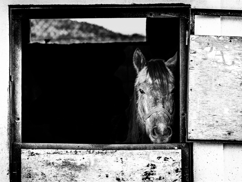 Divertidas de los animales, de Windows 8 fondos de pantalla de alta definición #19 - 1024x768