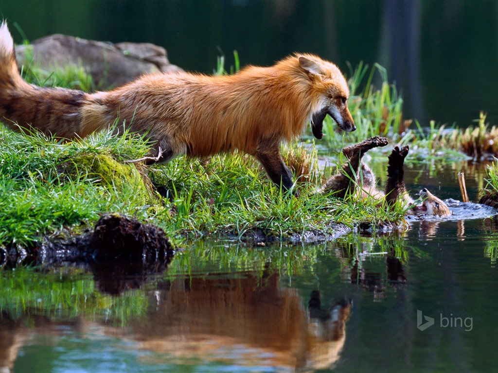 Abril de 2015 fondos de pantalla HD Bing #9 - 1024x768