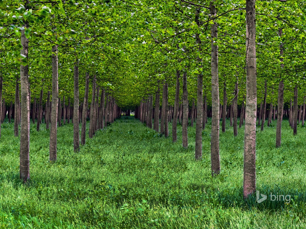 Mai 2015 fonds d'écran HD Bing #28 - 1024x768