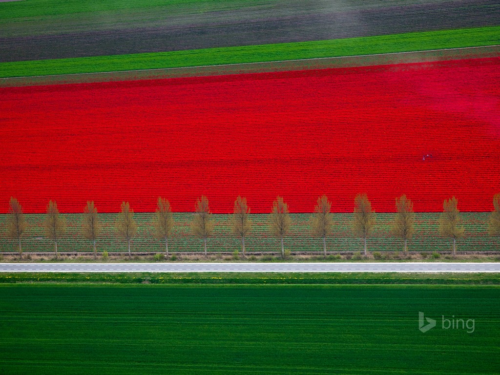 Mai 2015 fonds d'écran HD Bing #30 - 1024x768