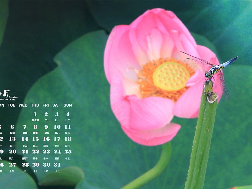 Oktober 2015 Kalender Wallpaper (1) #8 - 1024x768