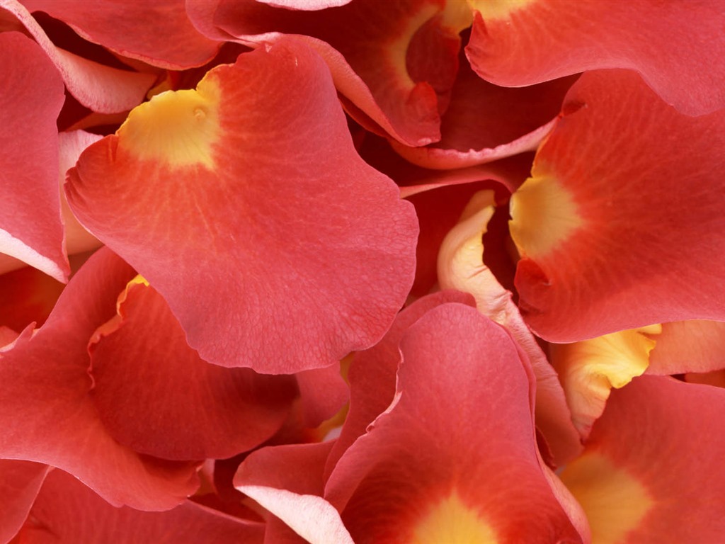 Belles fleurs fonds d'écran avec la rosée HD #2 - 1024x768