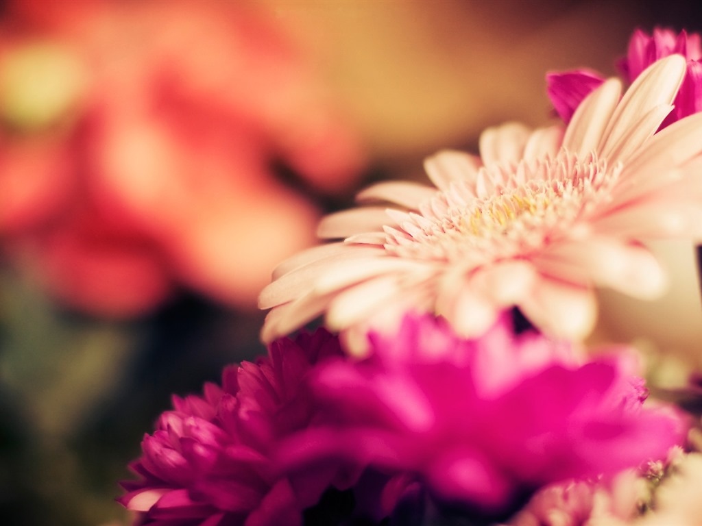 Belles fleurs fonds d'écran avec la rosée HD #20 - 1024x768