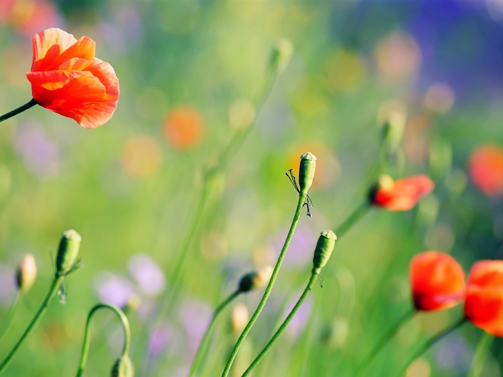 Belles fleurs fonds d'écran avec la rosée HD #22 - 1024x768