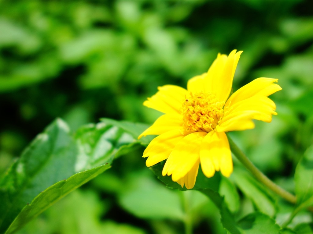 Belles fleurs fonds d'écran avec la rosée HD #23 - 1024x768