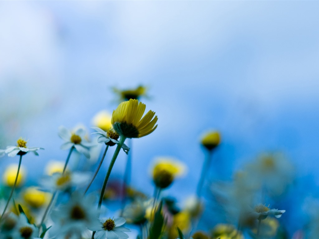 Schöne Blumen mit Tau HD Hintergrundbilder #25 - 1024x768