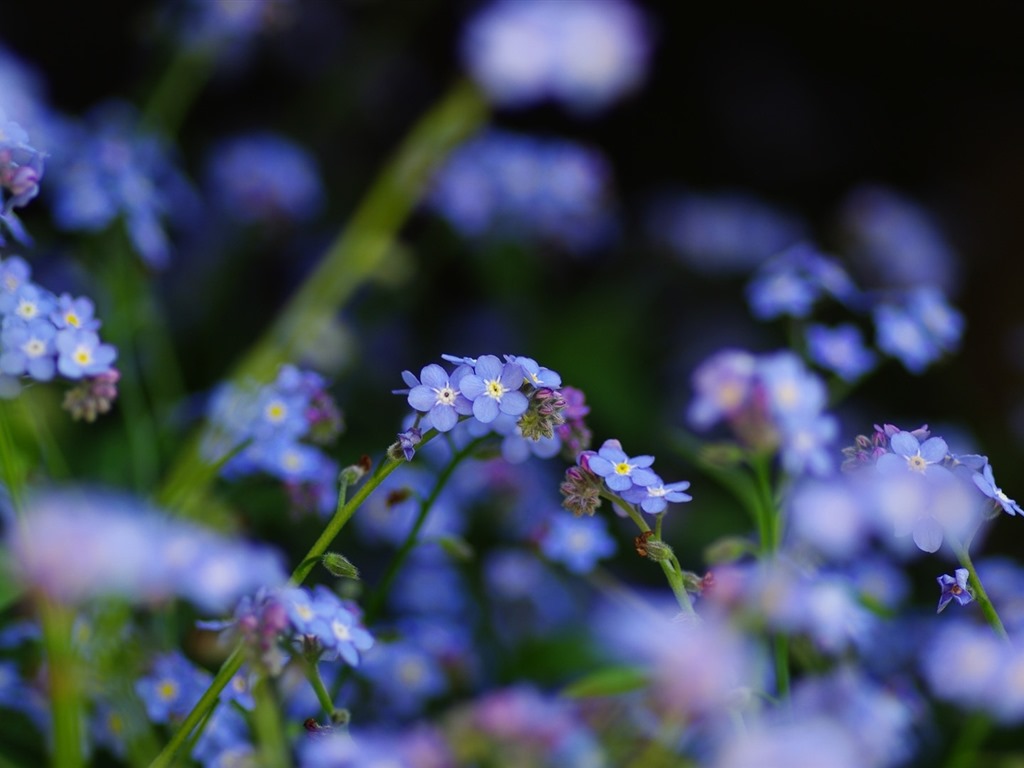 Belles fleurs fonds d'écran avec la rosée HD #26 - 1024x768