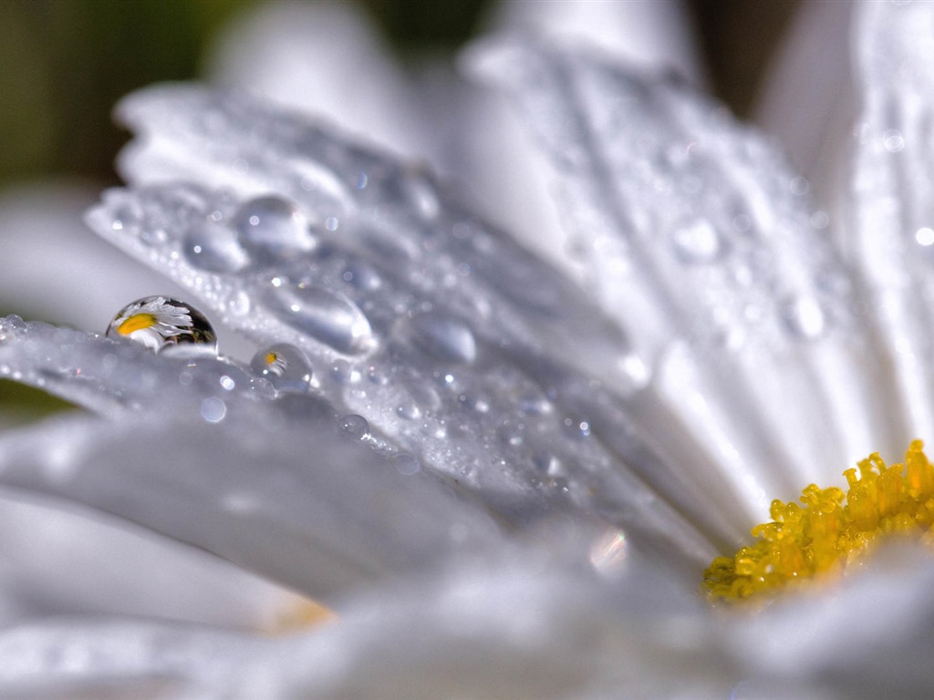 美丽的鲜花与露水 高清壁纸28 - 1024x768