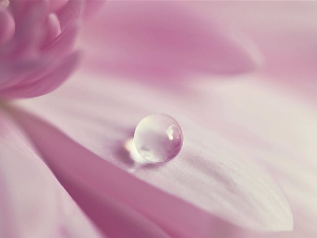 美麗的鮮花與露水 高清壁紙 #29 - 1024x768