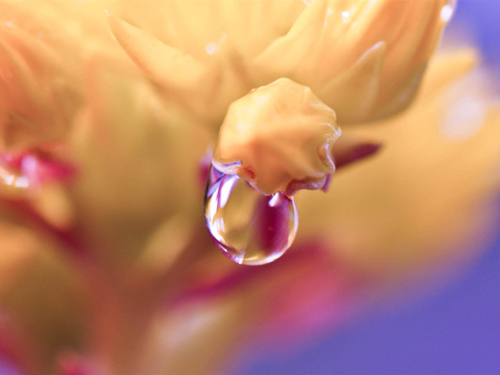 Belles fleurs fonds d'écran avec la rosée HD #30 - 1024x768