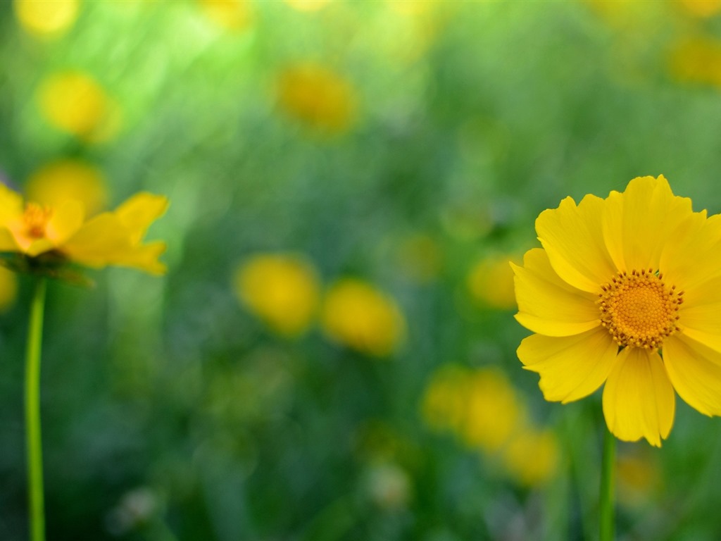 Belles fleurs fonds d'écran avec la rosée HD #32 - 1024x768