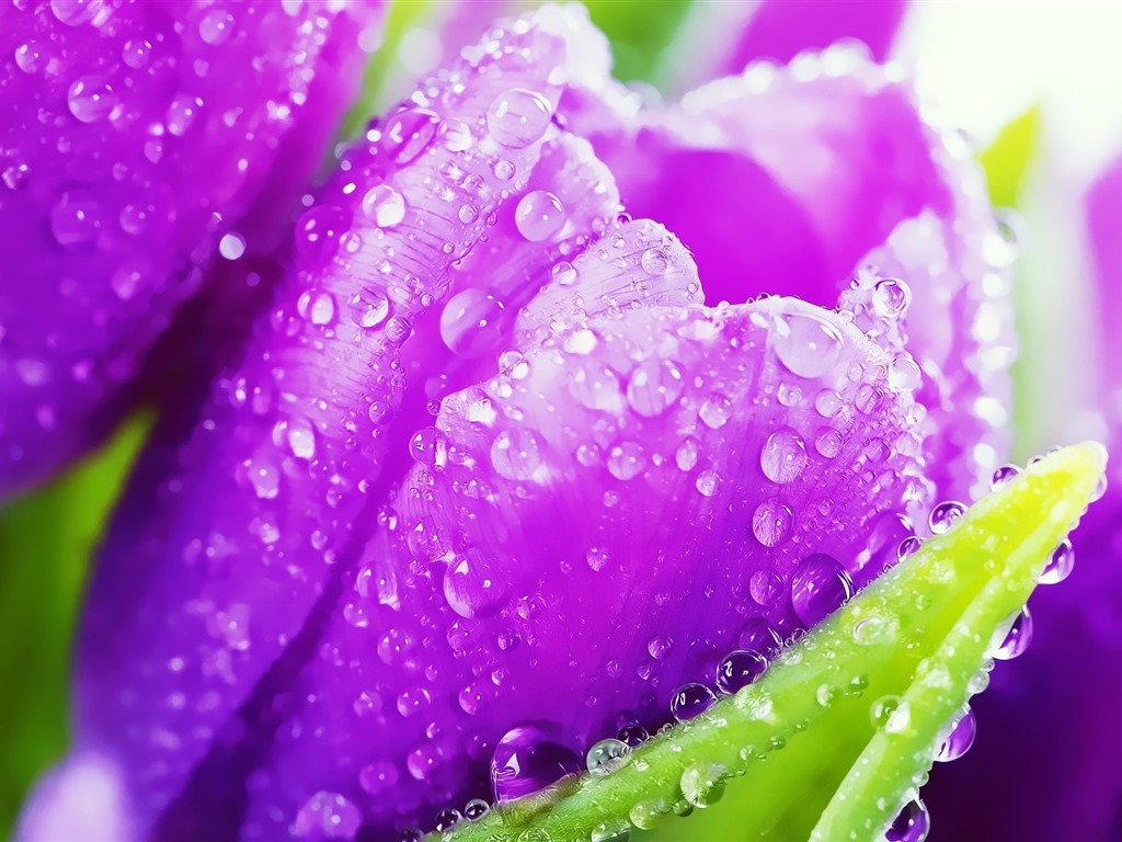 美麗的鮮花與露水 高清壁紙 #34 - 1024x768