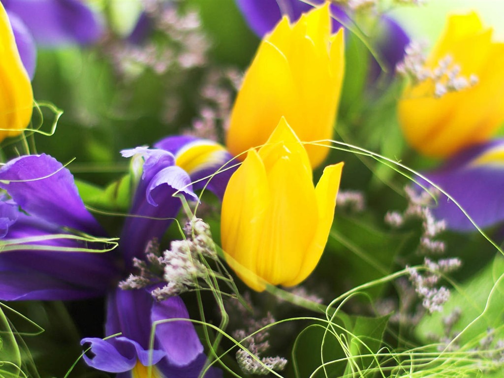 Fonds d'écran HD tulipes fleurs fraîches et colorées #2 - 1024x768