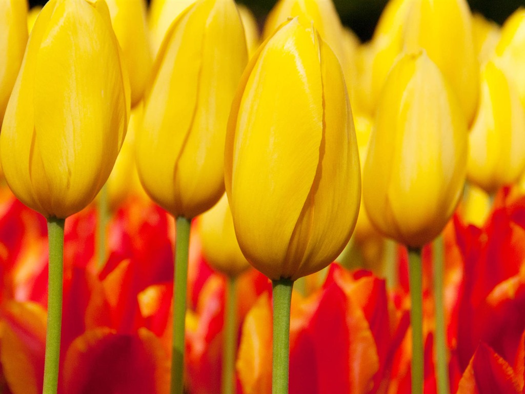 Fonds d'écran HD tulipes fleurs fraîches et colorées #4 - 1024x768