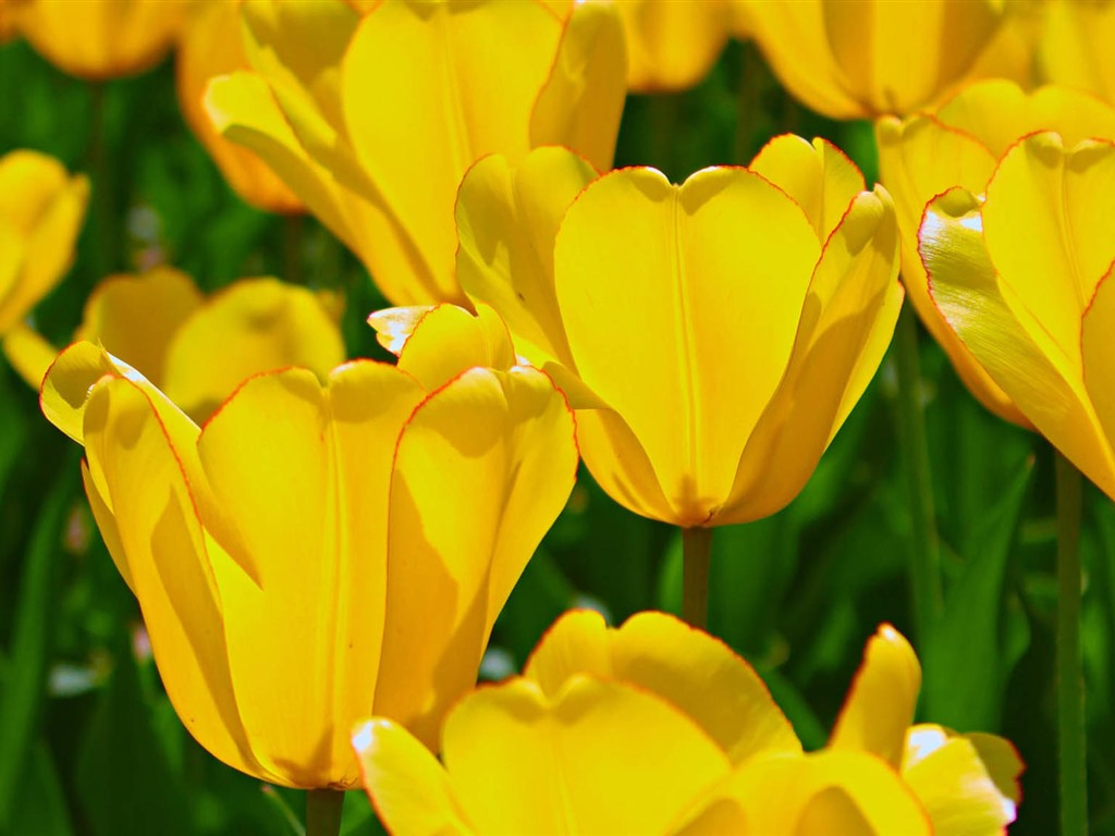 フレッシュでカラフルなチューリップの花のHDの壁紙 #5 - 1024x768