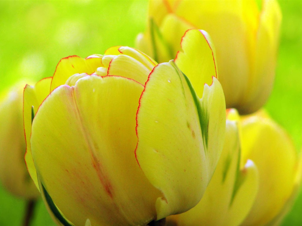 Fonds d'écran HD tulipes fleurs fraîches et colorées #6 - 1024x768