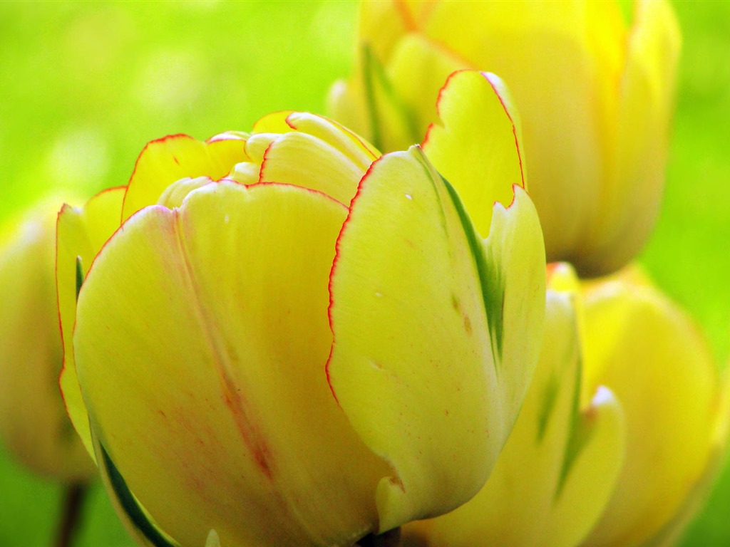 清新多彩的鬱金香花 高清壁紙 #6 - 1024x768