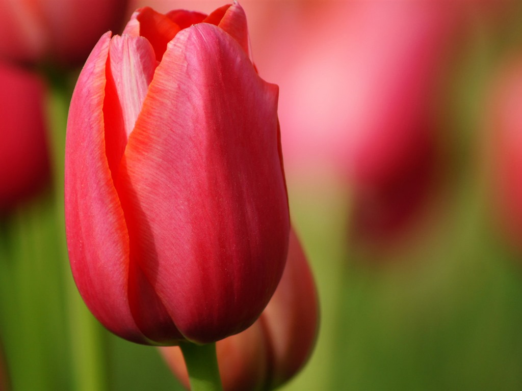 Fonds d'écran HD tulipes fleurs fraîches et colorées #8 - 1024x768