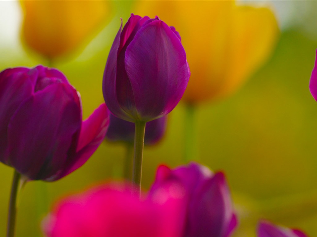 Fonds d'écran HD tulipes fleurs fraîches et colorées #9 - 1024x768