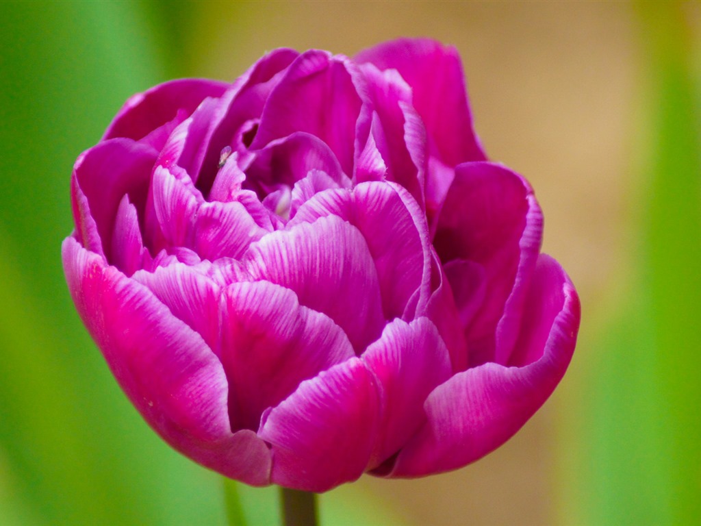 清新多彩的鬱金香花 高清壁紙 #11 - 1024x768