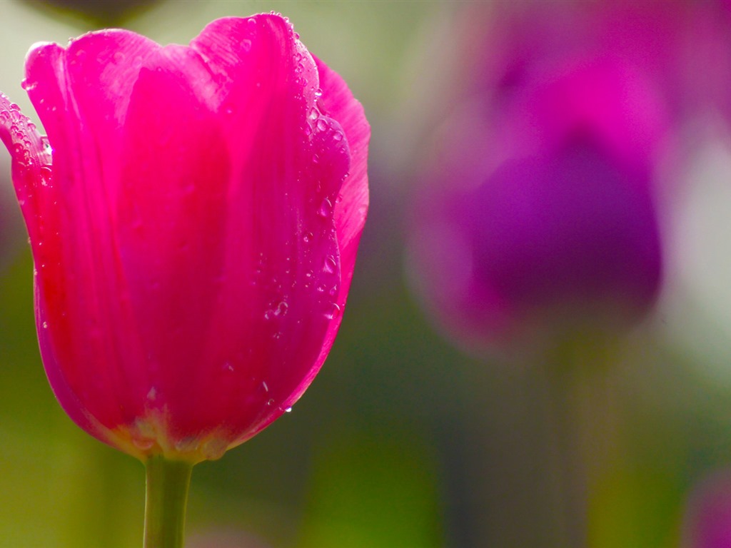 Fonds d'écran HD tulipes fleurs fraîches et colorées #12 - 1024x768