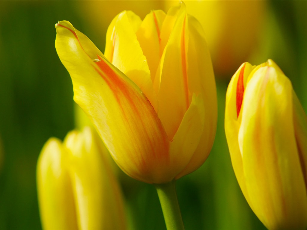 Fresh and colorful tulips flower HD wallpapers #13 - 1024x768