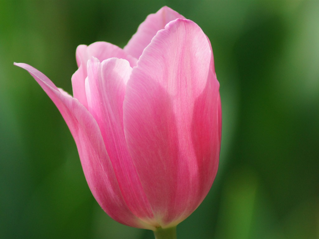 Fonds d'écran HD tulipes fleurs fraîches et colorées #14 - 1024x768