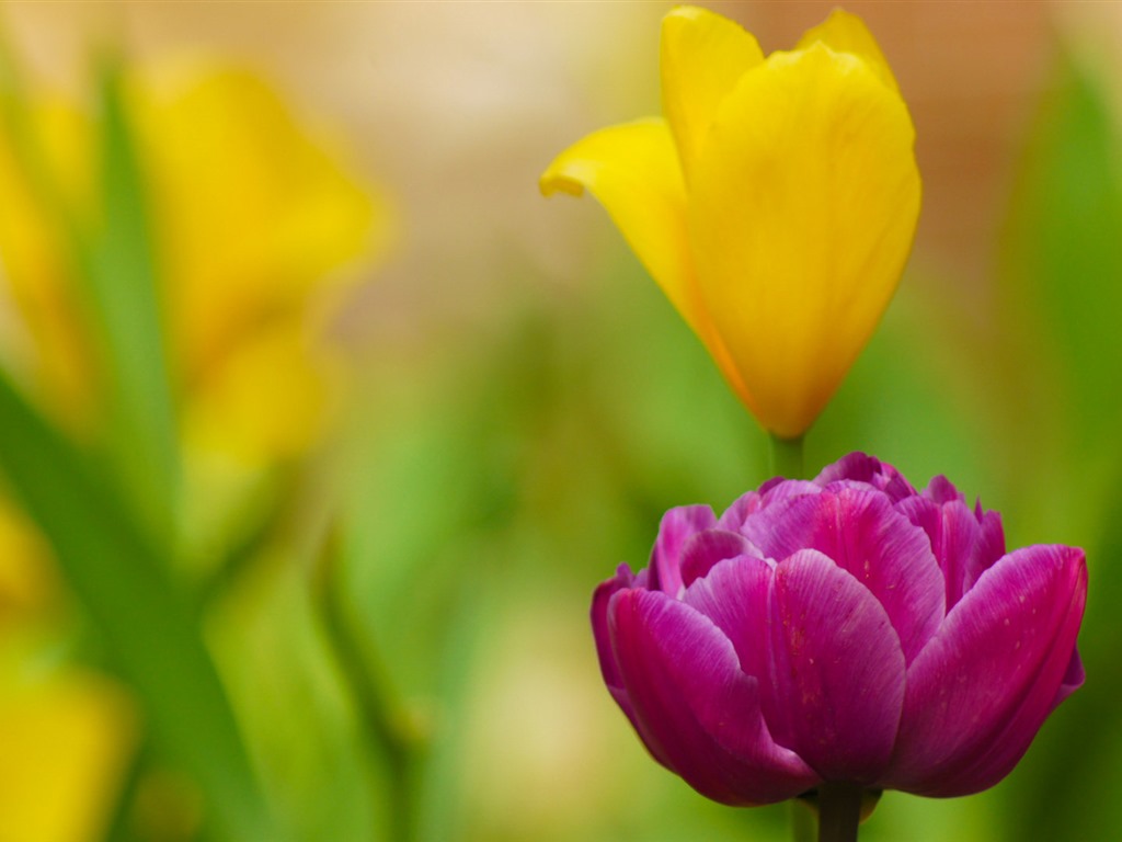 フレッシュでカラフルなチューリップの花のHDの壁紙 #15 - 1024x768