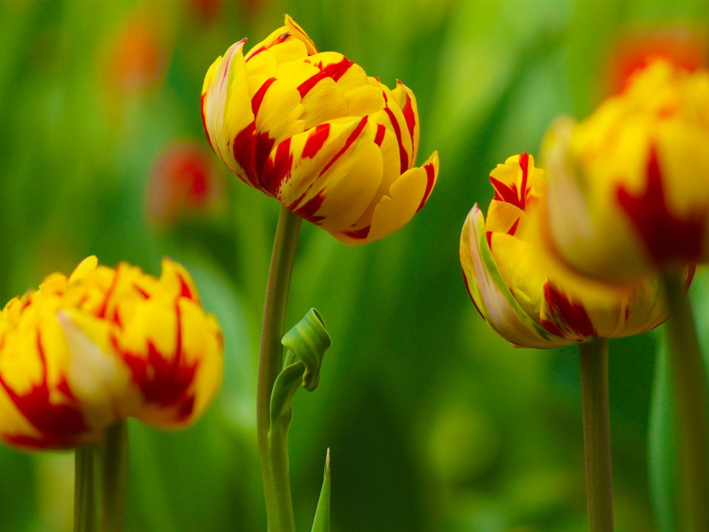 Čerstvé a barevné tulipány květinové HD tapety na plochu #16 - 1024x768