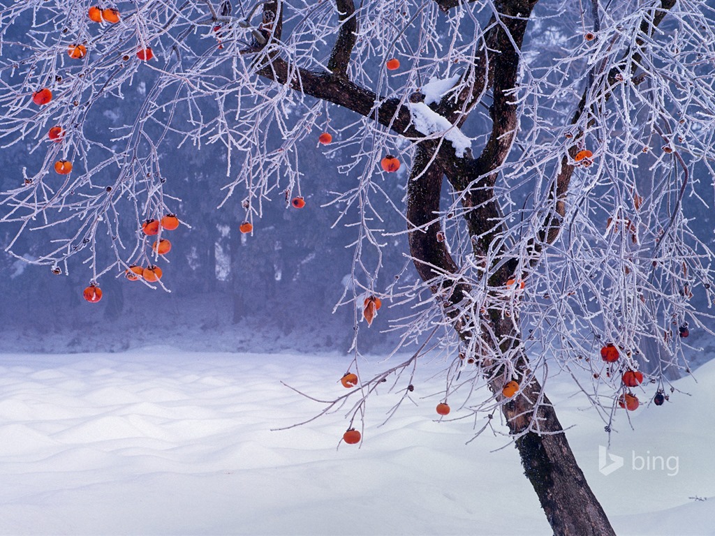Ledna 2016 Bing téma HD tapety na plochu #28 - 1024x768