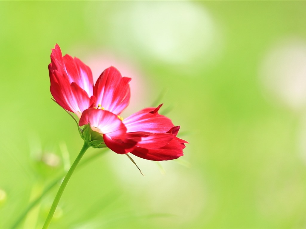 格桑鮮花桌面壁紙 #1 - 1024x768